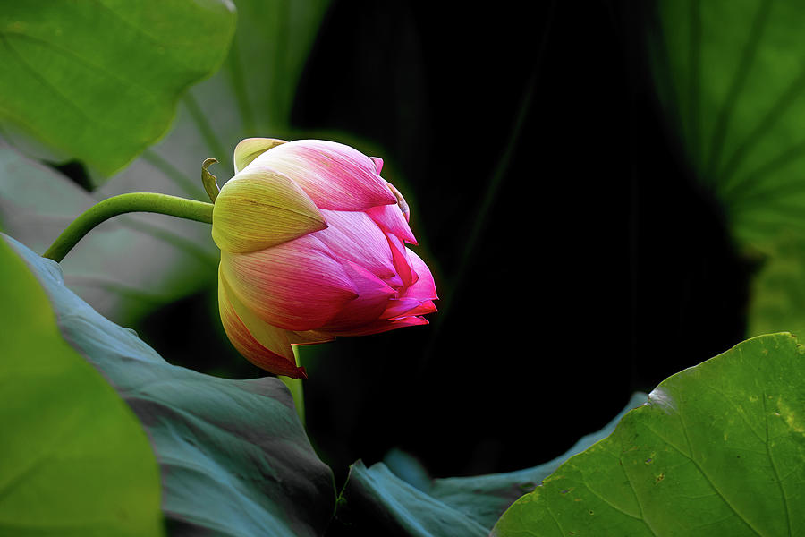 Lotus Flower Photograph by Janet Kopper