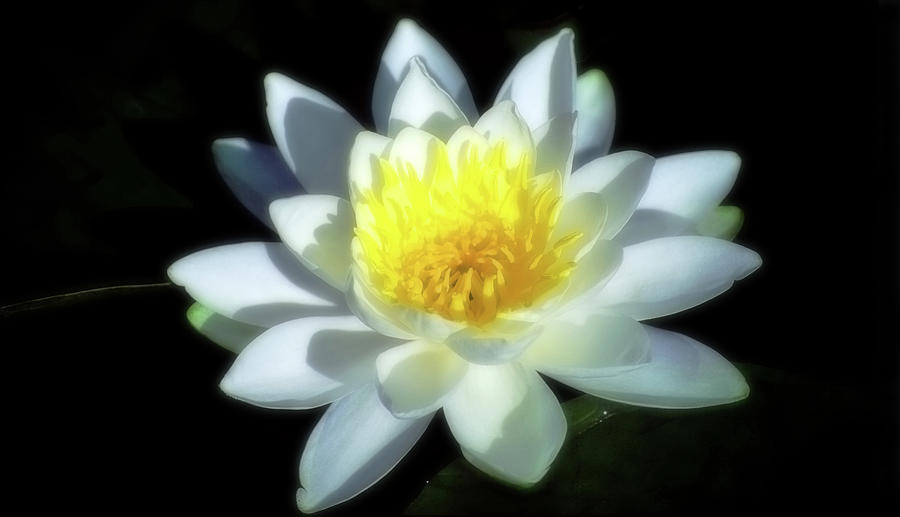 Lotus flower Photograph by John Bartosik
