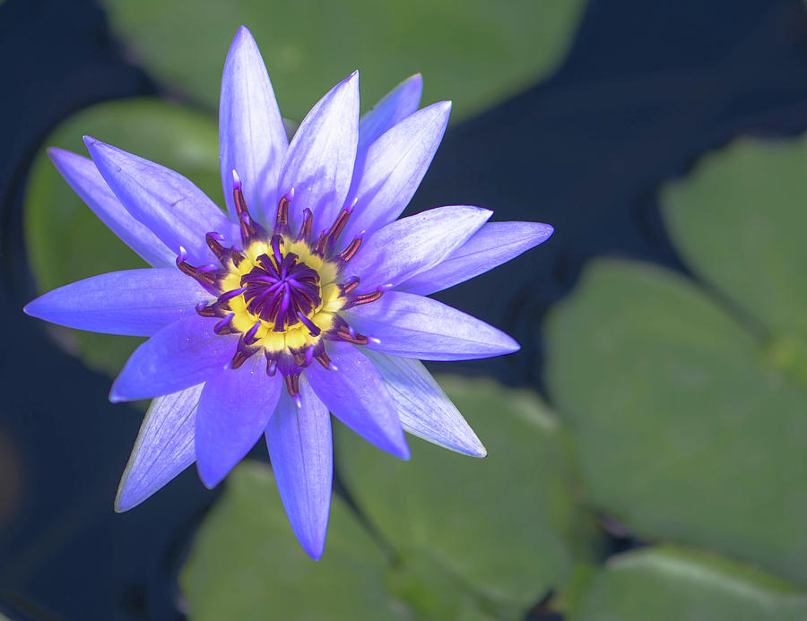 Lotus Flower-Macro Photograph by Debra Kewley