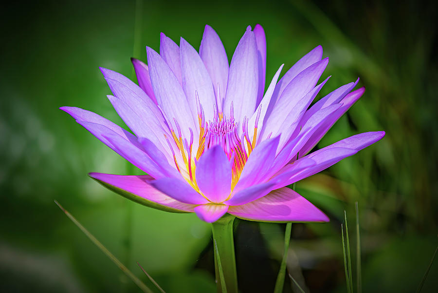 Lotus Flower Photograph - Lotus Flower by Marla Brown