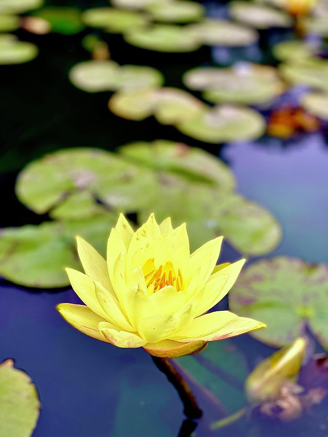 Lotus Flower Moment Photograph by David Perea