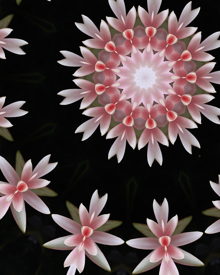 Lotus Flower Digital Art by Rachel Schwiebert - Fine Art America
