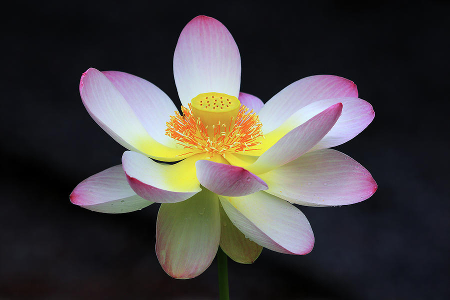 Lotus Flower Photograph by Shixing Wen