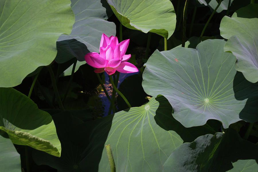 Lotus Flower Photograph by Tara Krauss