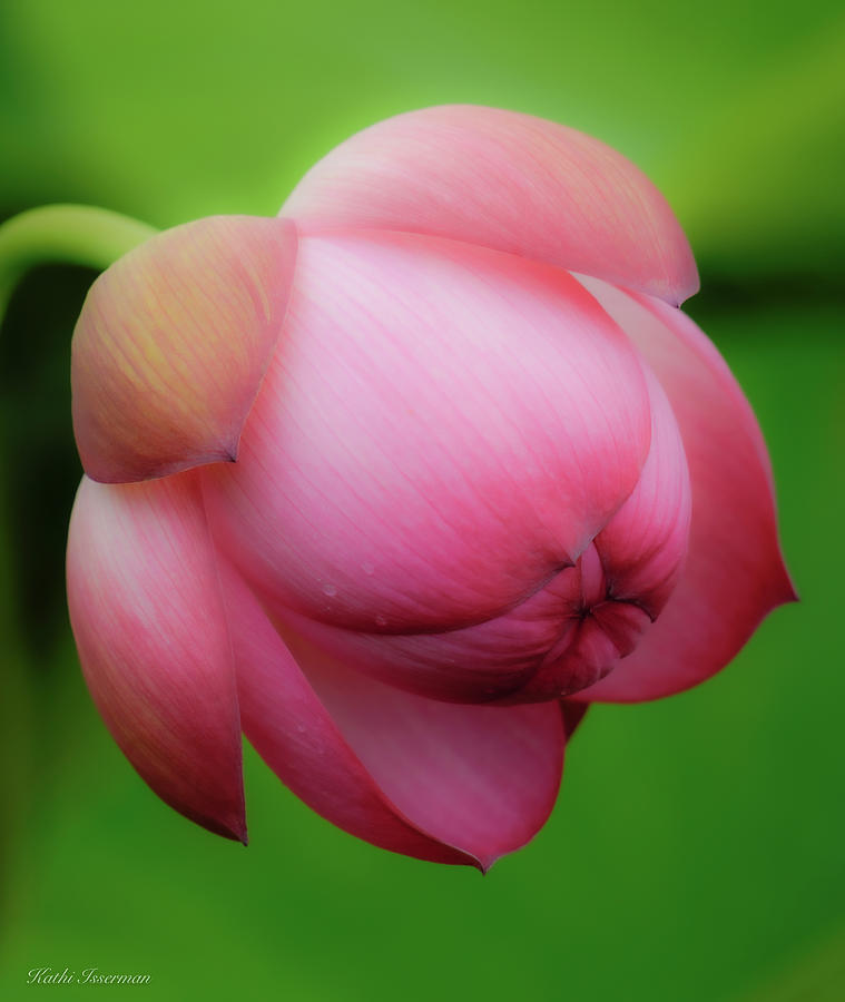 Lotus Flower Unopened Photograph by Kathi Isserman Pixels