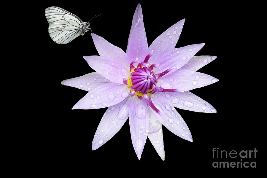 Lotus flower with butterfly isolated on black background Photograph by ...