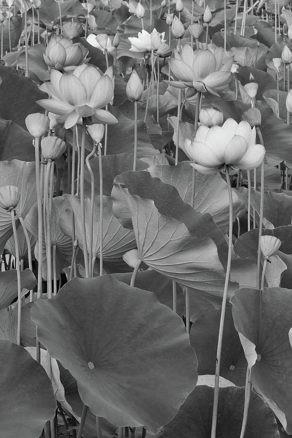 Lotus Flowers Black And White Monochrome Photograph