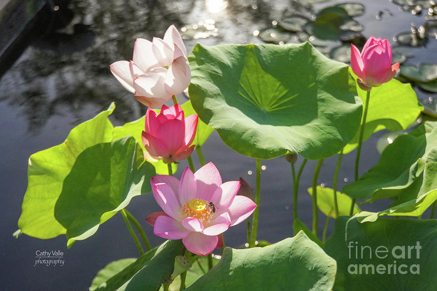 Lotus Flowers Photograph by Cathy Valle