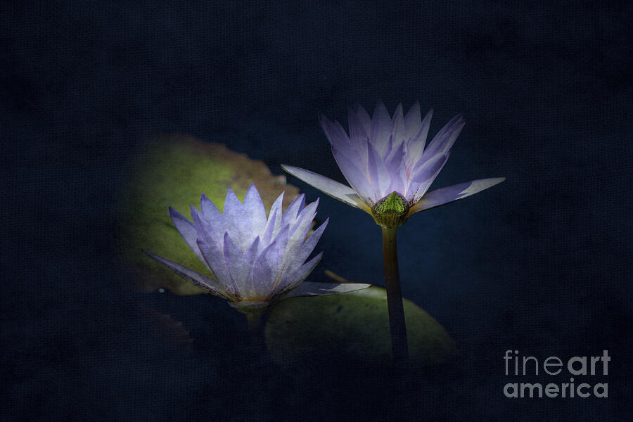 Lotus Flowers in Midnight Blue Digital Art Digital Art by Colleen Cornelius