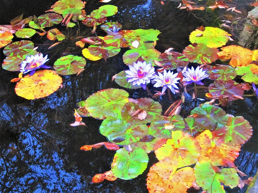 Augustus Saint-gaudens Photograph - Purple Lotus Flowers with Green and Yellow Lily Pads by Jackie Locantore