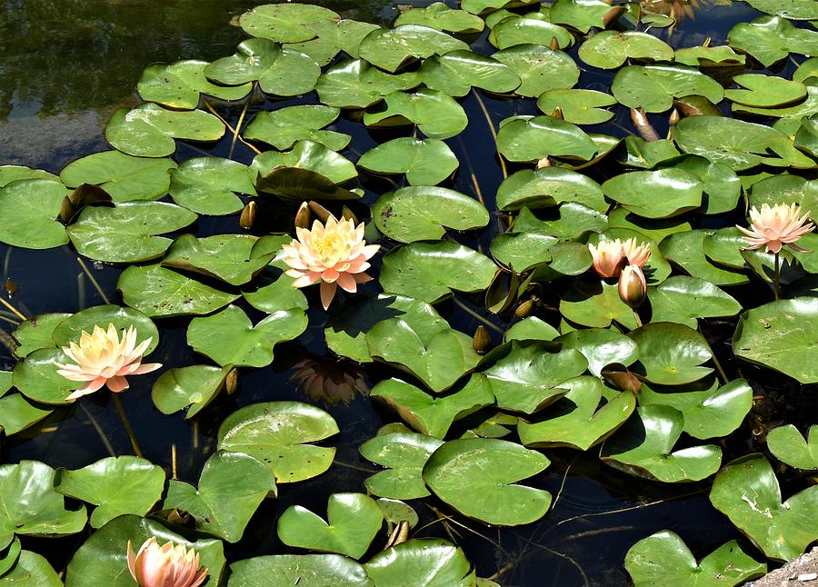 Lotus Flowers Photograph by Vicky Sweeney - Fine Art America