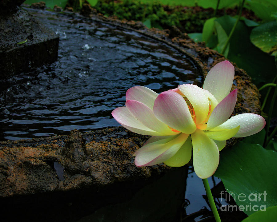 Lotus Garden 1 Photograph by Patrick Dablow