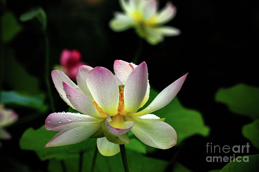 Lotus Garden 3 Photograph by Patrick Dablow