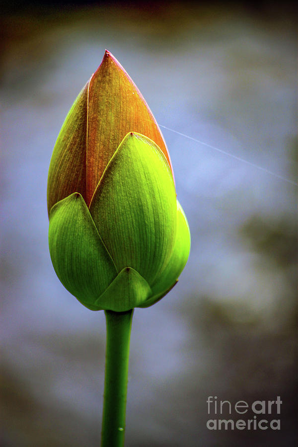 Lotus Garden 5 Photograph by Patrick Dablow