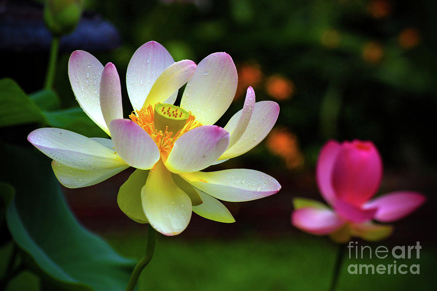 Lotus Garden 6 Photograph by Patrick Dablow
