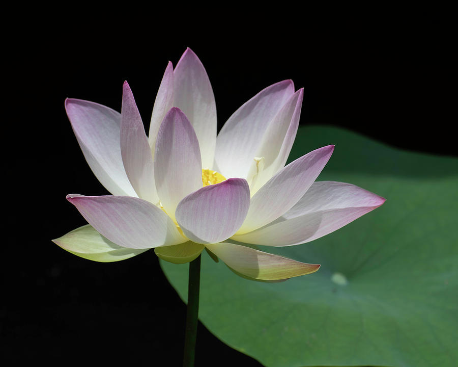 Lotus Glow  Photograph by Forest Floor Photography