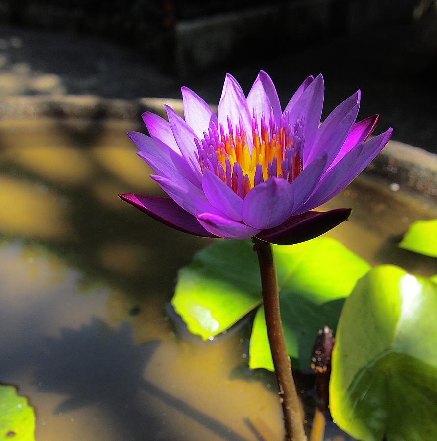 Lotus Photograph by Hatsumi Yoshida - Pixels