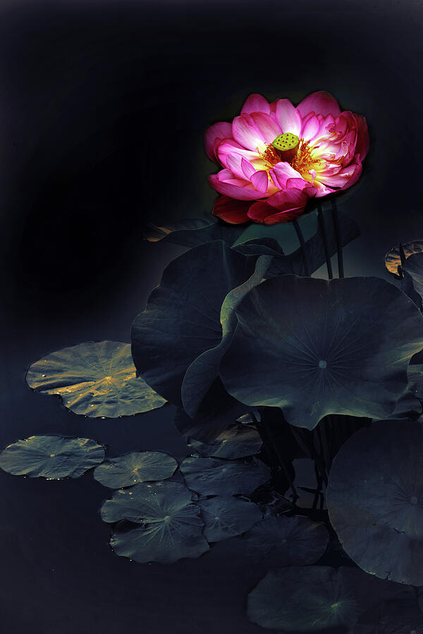 Lotus Illumine Photograph by Jessica Jenney