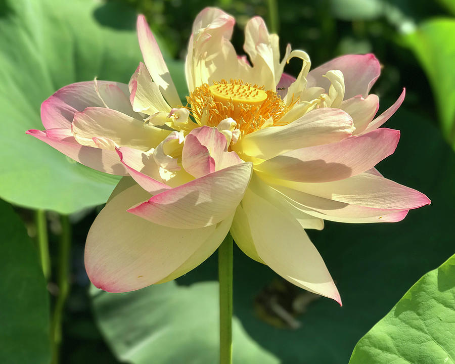 Lotus in Bloom Photograph by Mark Truman