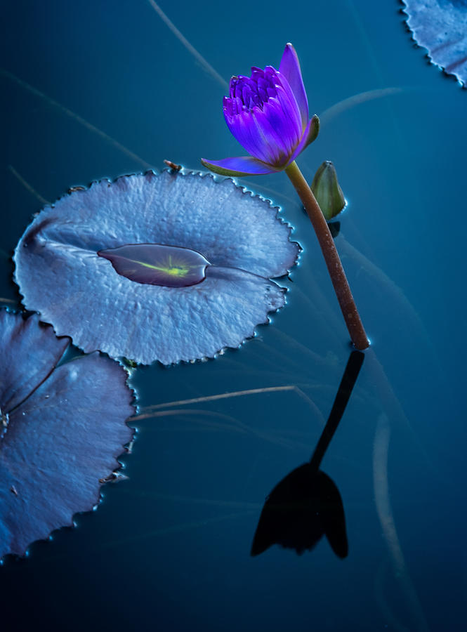 Lotus in Blue Photograph by Roberta Kayne