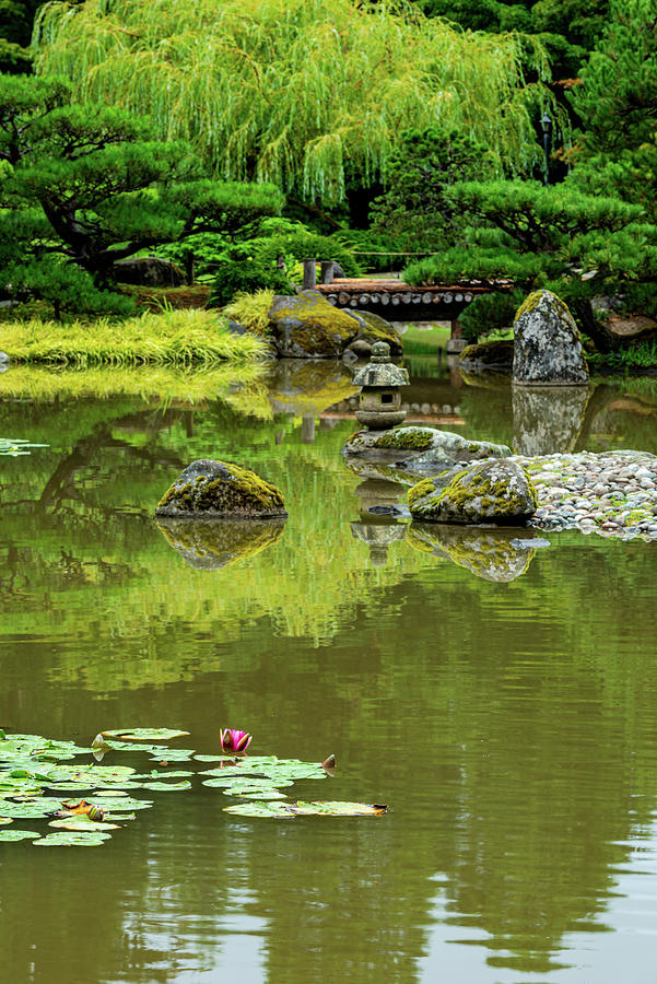 Lotus in Japanese Garden Digital Art by Michael Lee