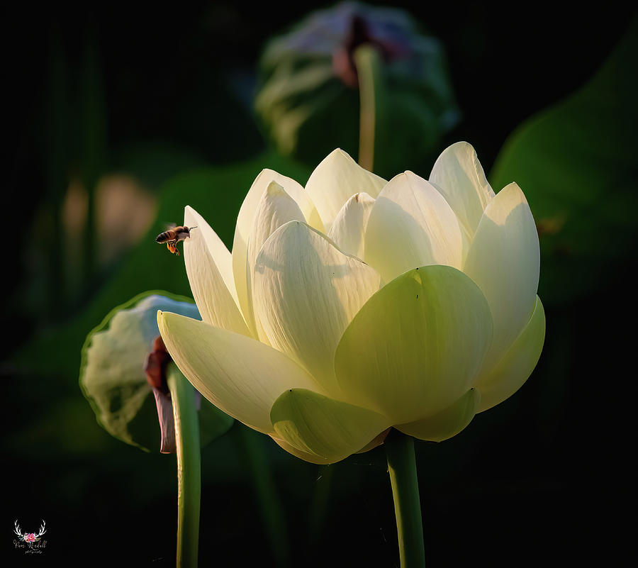 Lotus in Morning Light Photograph by Pam Rendall