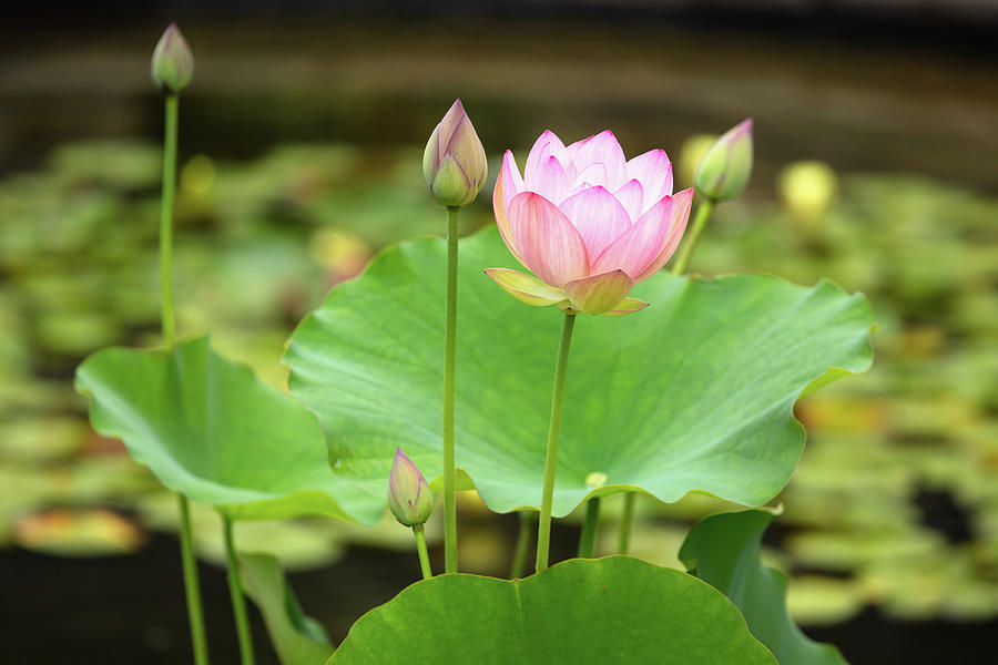 Lotus In Pond 1 Photograph