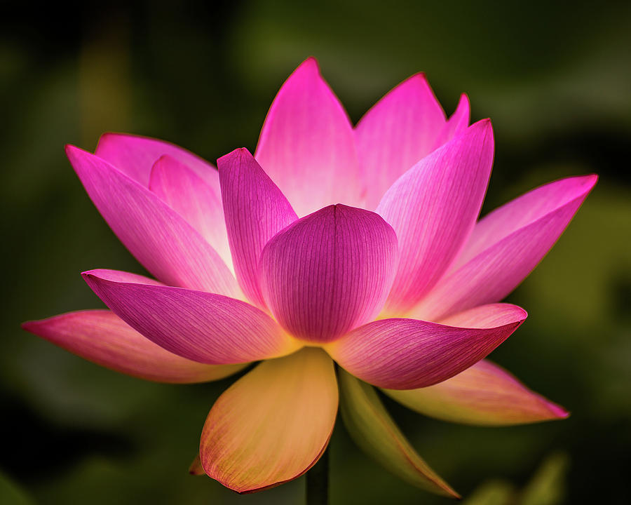 Lotus in soft light Photograph by Robert Miller