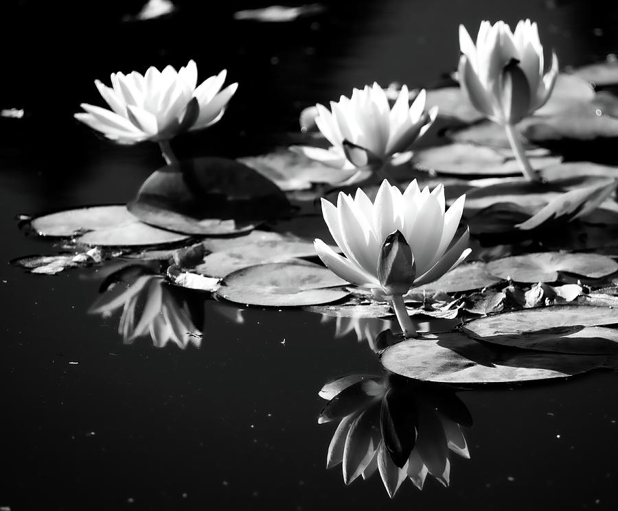 Lotus In The Mirror Photograph by Adam Reinstein - Fine Art America