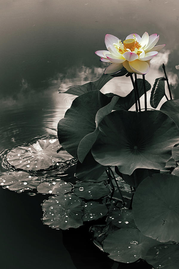 Lotus in the Mist Photograph by Jessica Jenney