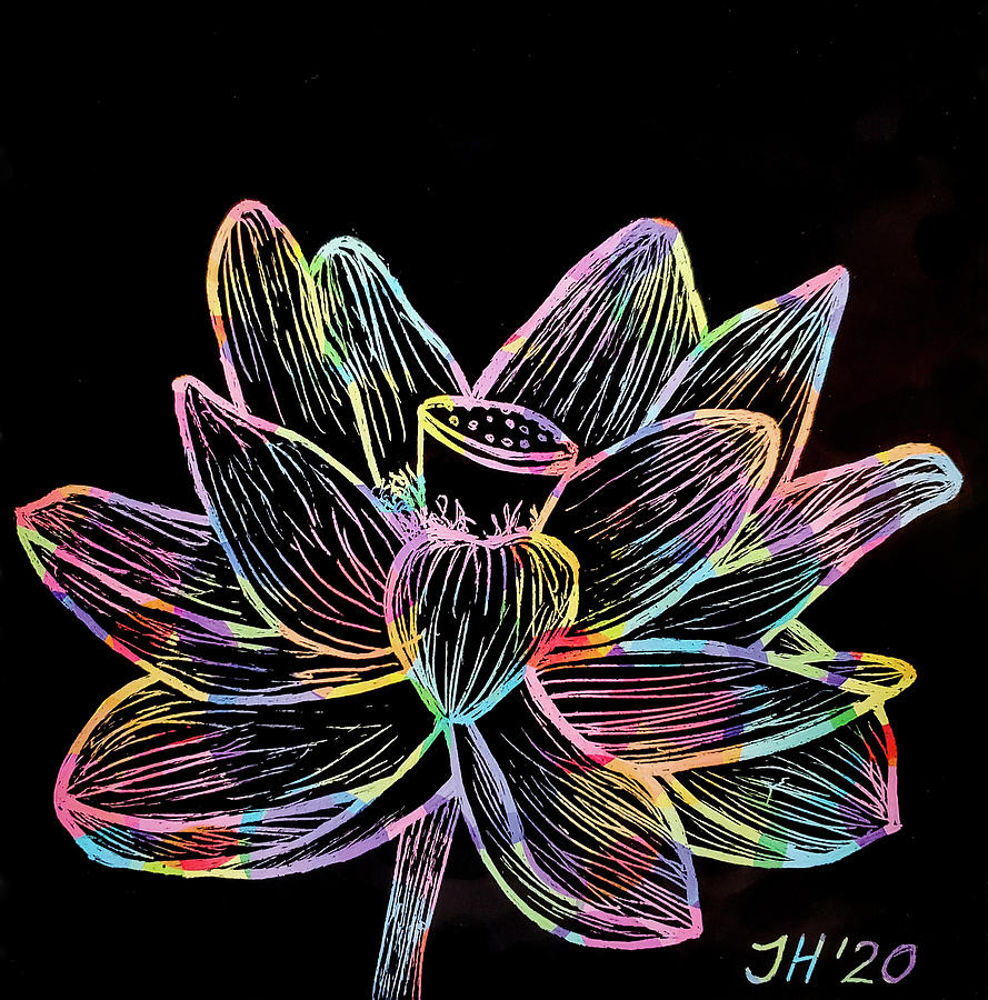 Lotus Drawing by Jean Haynes