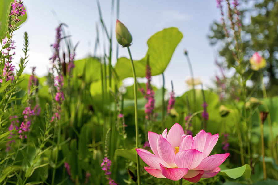 Lotus Jungle Photograph by Lauren Harnett