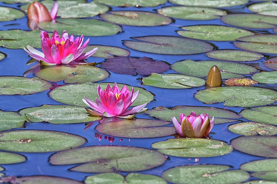 Lotus Lake Shines Photograph by Tom Kelly