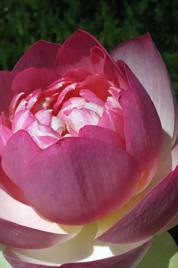 Lotus Layers6024 Photograph by Carolyn Stagger Cokley