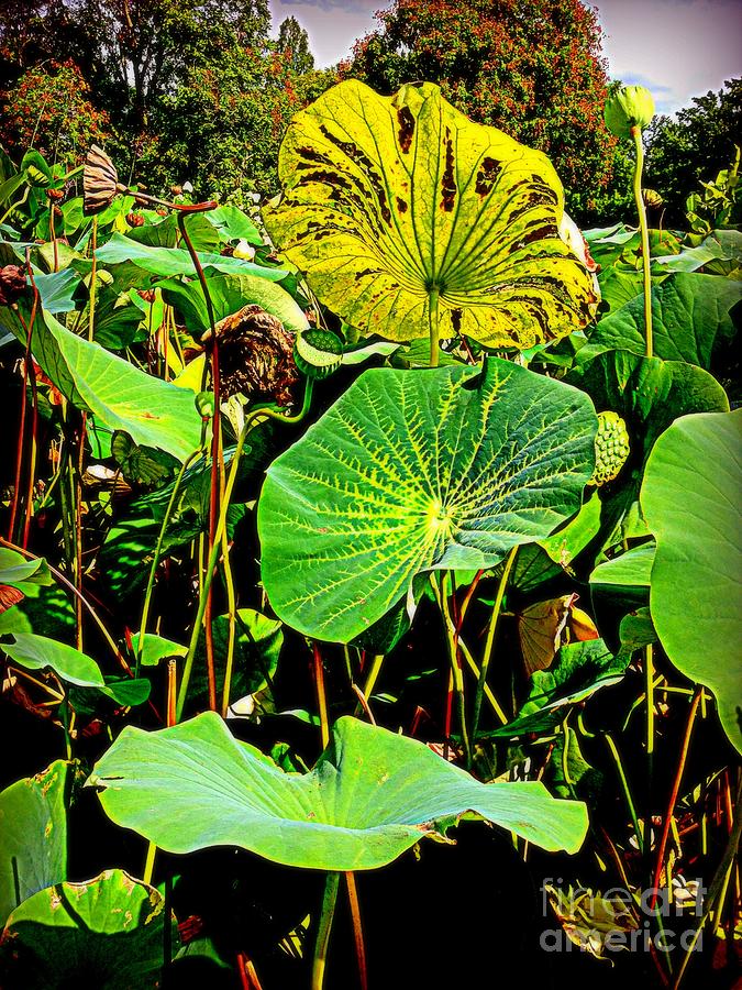 Lotus Leaves in Yellow and Green Photograph by Nancy Kane Chapman