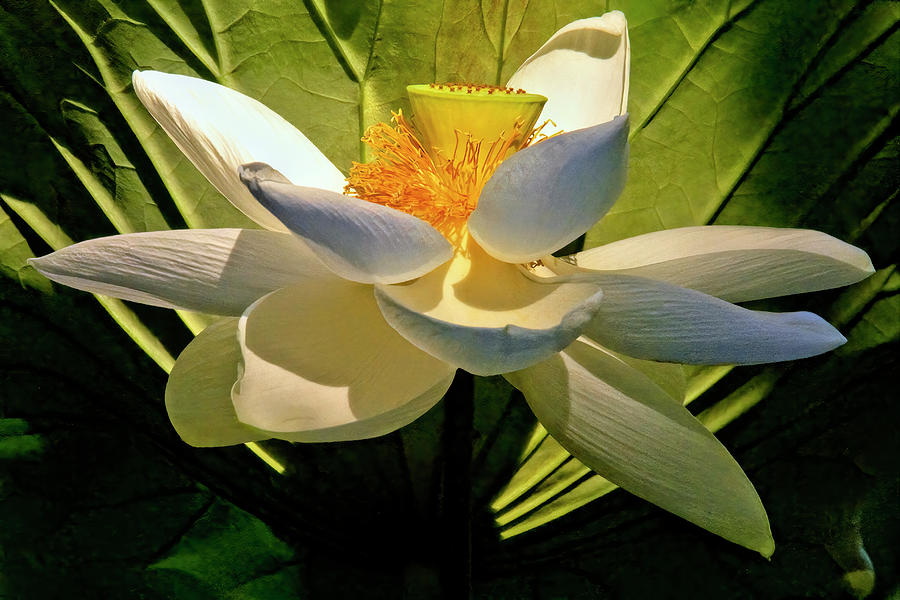 Lotus light Photograph by Geraldine Scull