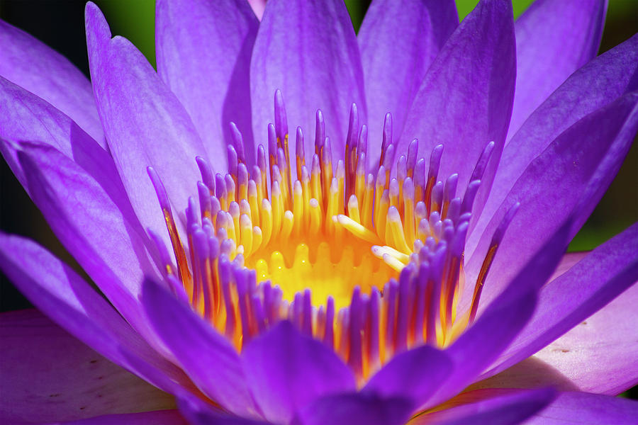 Lotus Love Photograph by Odessa Kelley - Fine Art America