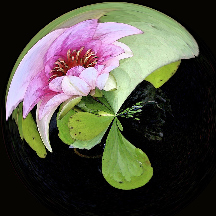 Lotus Orb Photograph by Karen Lynch