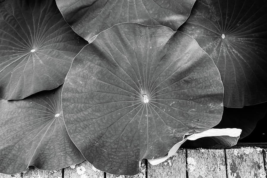 Lotus Parasols Photograph by Liz Albro