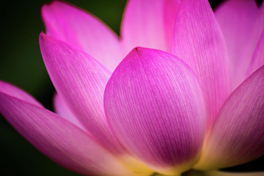 Lotus petal Photograph by Robert Miller