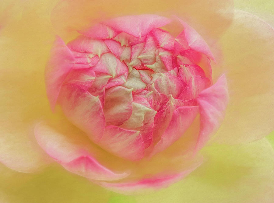 Lotus Petals Photograph by Kevin Lane