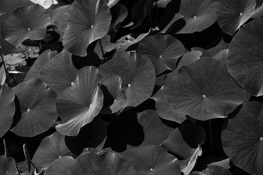 Lotus Plants Photograph by Doug Wittrock