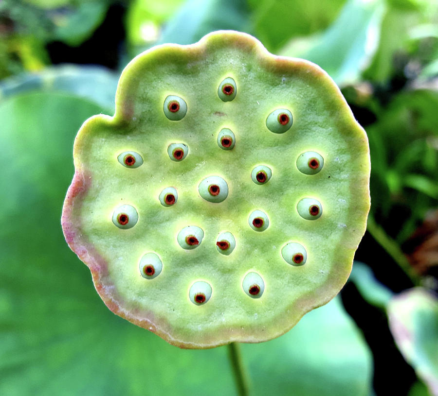 Lotus Pod Photograph by Chuck Storey - Fine Art America