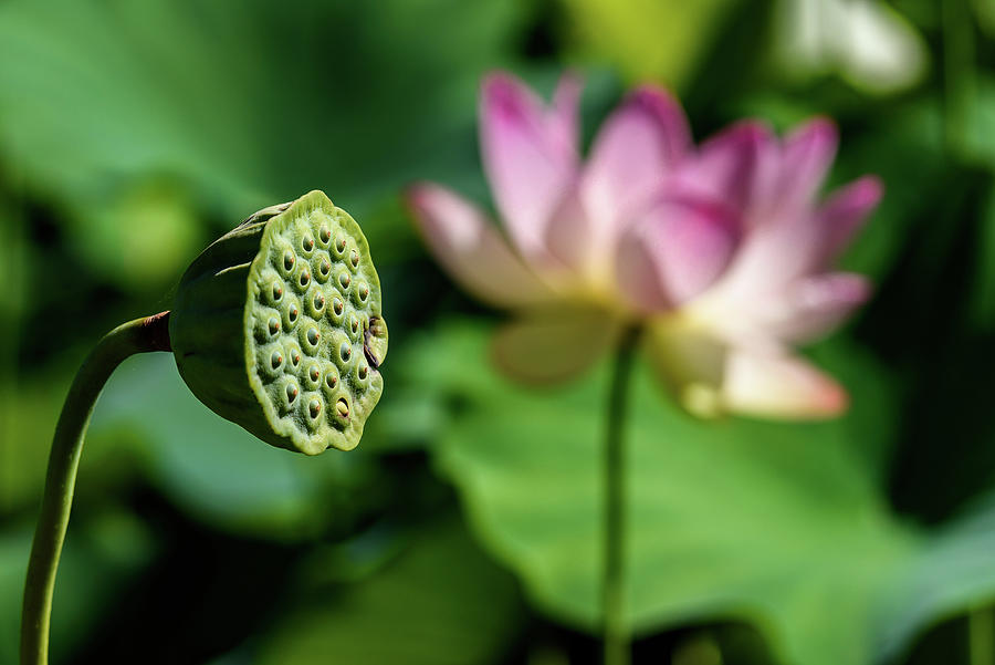 Lotus pod Photograph by Robert Miller