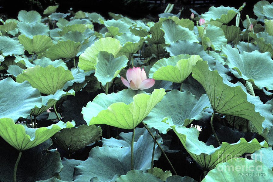 lotus pond garden - Lotus Blossom Photograph by Sharon Hudson