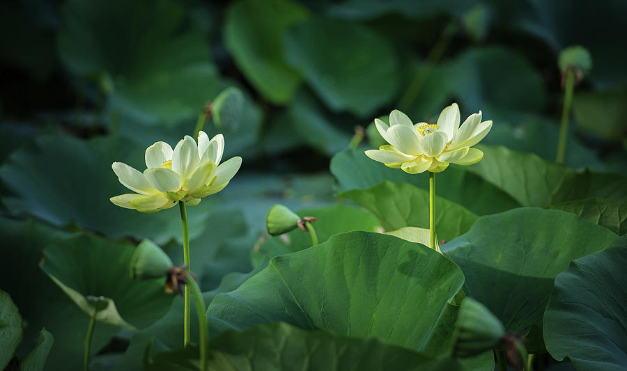 Lotus Pond Photograph by Jamie Pattison
