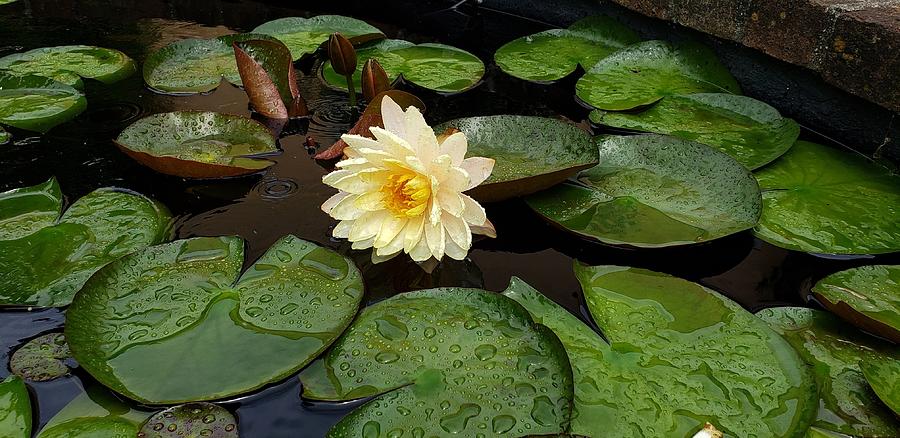 Lotus Pond Photograph by John Duplantis