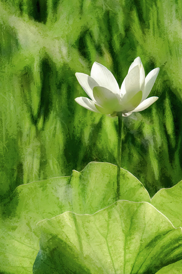 Lotus Rising Above the Green Pads Photograph by Debra Martz