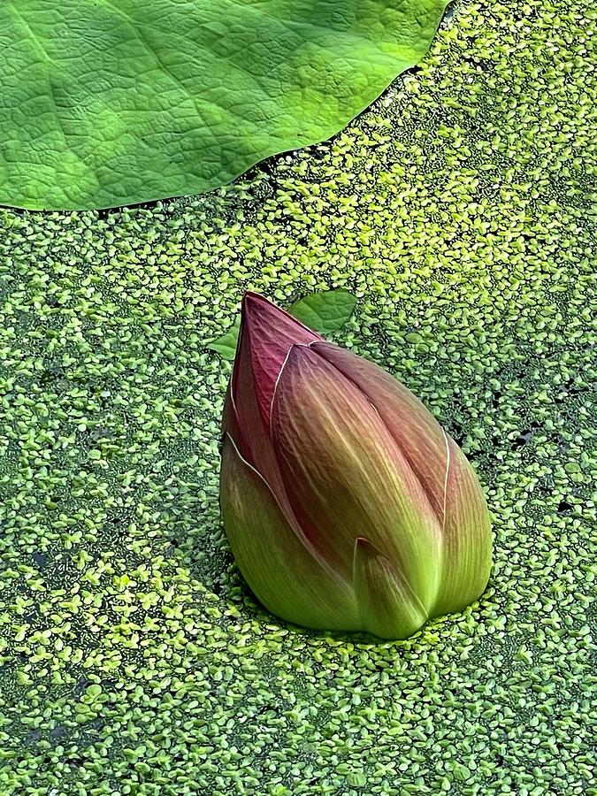 Lotus rising from the mud Photograph by Laurie Drobnak | Fine Art America