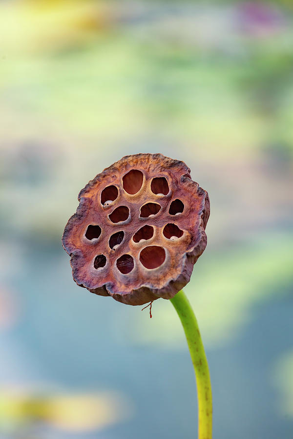Lotus Seed Pod Photograph by Cate Franklyn